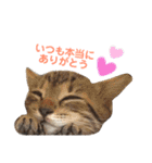 色んな子猫のスタンプ（個別スタンプ：10）