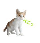 色んな子猫のスタンプ（個別スタンプ：11）