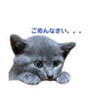 色んな子猫のスタンプ（個別スタンプ：12）
