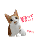 色んな子猫のスタンプ（個別スタンプ：13）