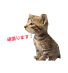 色んな子猫のスタンプ（個別スタンプ：14）