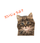 色んな子猫のスタンプ（個別スタンプ：15）