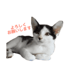 色んな子猫のスタンプ（個別スタンプ：17）