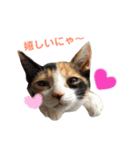 色んな子猫のスタンプ（個別スタンプ：19）