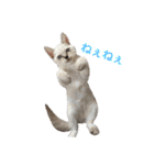 色んな子猫のスタンプ（個別スタンプ：20）