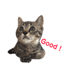 色んな子猫のスタンプ（個別スタンプ：26）