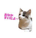 色んな子猫のスタンプ（個別スタンプ：28）