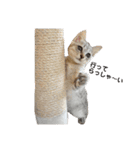 色んな子猫のスタンプ（個別スタンプ：30）