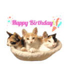 色んな子猫のスタンプ（個別スタンプ：33）