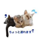 色んな子猫のスタンプ（個別スタンプ：34）