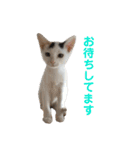 色んな子猫のスタンプ（個別スタンプ：35）