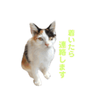 色んな子猫のスタンプ（個別スタンプ：36）