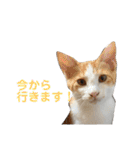 色んな子猫のスタンプ（個別スタンプ：37）