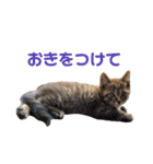 色んな子猫のスタンプ（個別スタンプ：39）