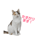 色んな子猫のスタンプ（個別スタンプ：40）