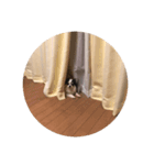こたろうの日常スタンプ（個別スタンプ：6）