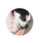 こたろうの日常スタンプ（個別スタンプ：8）