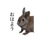 ネザーランドドワーフ マイハニー（個別スタンプ：1）