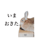 ネザーランドドワーフ マイハニー（個別スタンプ：3）