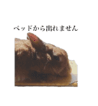 ネザーランドドワーフ マイハニー（個別スタンプ：4）