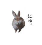 ネザーランドドワーフ マイハニー（個別スタンプ：6）