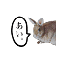 ネザーランドドワーフ マイハニー（個別スタンプ：7）