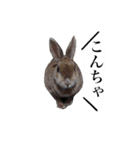ネザーランドドワーフ マイハニー（個別スタンプ：8）