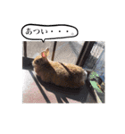 ネザーランドドワーフ マイハニー（個別スタンプ：10）