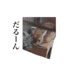 ネザーランドドワーフ マイハニー（個別スタンプ：15）
