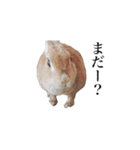 ネザーランドドワーフ マイハニー（個別スタンプ：16）