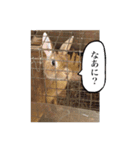 ネザーランドドワーフ マイハニー（個別スタンプ：18）