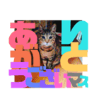 デカ文字で日常会話キャットニャー（個別スタンプ：2）
