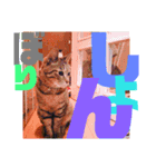 デカ文字で日常会話キャットニャー（個別スタンプ：4）