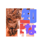 デカ文字で日常会話キャットニャー（個別スタンプ：5）
