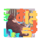 デカ文字で日常会話キャットニャー（個別スタンプ：6）