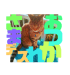デカ文字で日常会話キャットニャー（個別スタンプ：7）