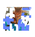 デカ文字で日常会話キャットニャー（個別スタンプ：9）