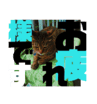 デカ文字で日常会話キャットニャー（個別スタンプ：12）