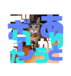 デカ文字で日常会話キャットニャー（個別スタンプ：13）