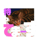 デカ文字で日常会話キャットニャー（個別スタンプ：17）