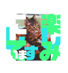 デカ文字で日常会話キャットニャー（個別スタンプ：18）