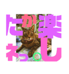 デカ文字で日常会話キャットニャー（個別スタンプ：19）