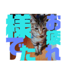 デカ文字で日常会話キャットニャー（個別スタンプ：20）