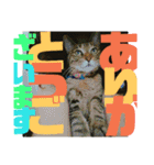 デカ文字で日常会話キャットニャー（個別スタンプ：21）