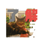 デカ文字で日常会話キャットニャー（個別スタンプ：22）
