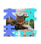 デカ文字で日常会話キャットニャー（個別スタンプ：24）