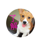 愛犬❤ここ❤なつ（個別スタンプ：1）