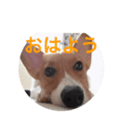 愛犬❤ここ❤なつ（個別スタンプ：2）