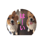 愛犬❤ここ❤なつ（個別スタンプ：5）