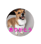 愛犬❤ここ❤なつ（個別スタンプ：7）